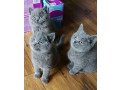 beautiful-male-and-female-british-short-hair-kittens-for-sale-small-1