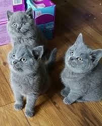 beautiful-male-and-female-british-short-hair-kittens-for-sale-big-1