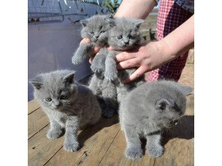 Beautiful male and female British Shorthair kittens for sale
