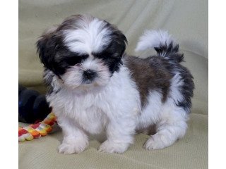 Wonderful shih tzu puppies for adoption