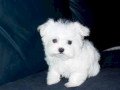 adorable-mini-maltese-puppy-for-adoption-small-0