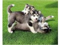 siberian-husky-rescue-dogs-in-adoption-small-0