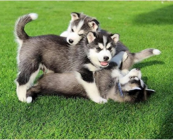 siberian-husky-rescue-dogs-in-adoption-big-0