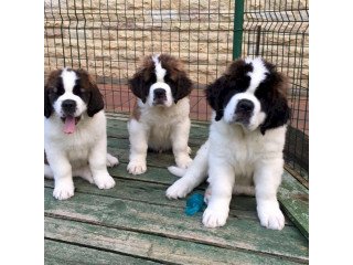 Giant 4-month-old St. Bernard breed puppies for sale