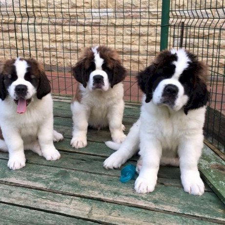 giant-4-month-old-st-bernard-breed-puppies-for-sale-big-0