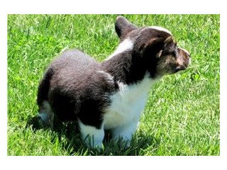 Black and white miniature welsh corgi pembroke puppy to adopt