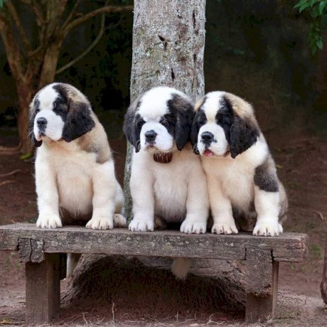 st-bernard-breed-dogs-red-eyes-puppies-for-sale-big-0