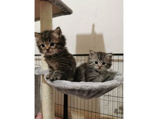 Pedigree Maincoons kittens