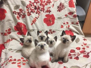 Top quality blue eyed Siamese kittens