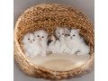 scottish-fold-kittens-small-0