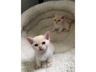 Asian Kittens