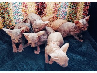 Gorgeous Sphynx Kittens