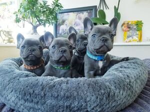 priceless-blue-french-bulldog-puppies-big-0