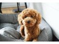super-cute-toy-poodle-puppies-for-sale-small-0