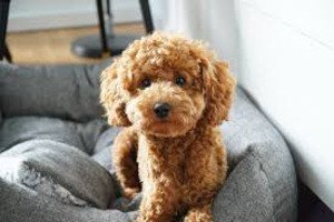 super-cute-toy-poodle-puppies-for-sale-big-0
