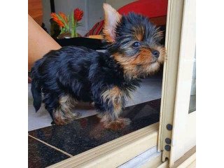 Yorkshire Terrier puppies looking for new home
