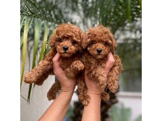 Toy poodle puppys for sale