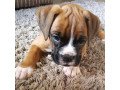 kc-registered-boxer-puppies-small-1