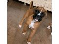 kc-registered-boxer-puppies-small-2
