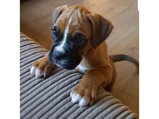 Kc registered boxer puppies
