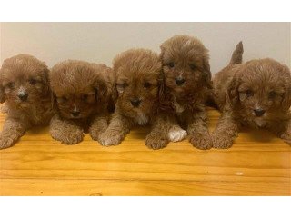 Red Toy Cavoodle Puppies for sale.
