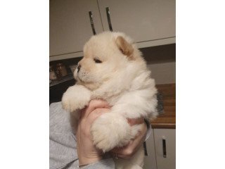 Healthy Vaccinated Chow Chow Puppies Available