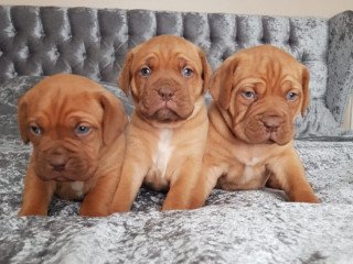 Dogue De Bordeaux Puppies