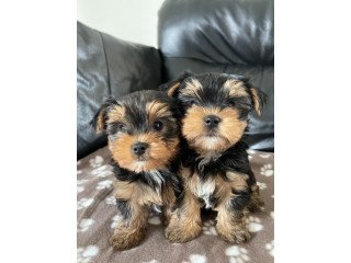 Stunning Yorkshire Terrier Puppies