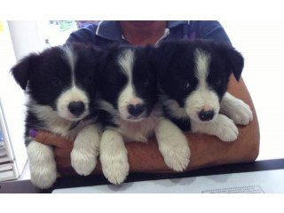 Stunning Border Collie Puppies