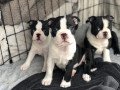 boston-terrier-puppies-small-0