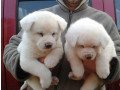 akita-puppies-small-1