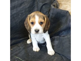 Beagle puppies available