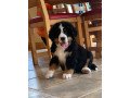 bernese-mountain-puppies-small-0
