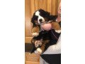 bernese-mountain-puppies-small-1