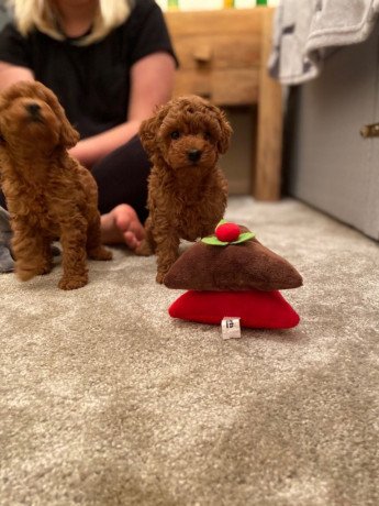 nice-and-healthy-poodle-puppies-available-now-big-0