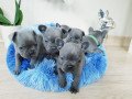 blue-french-bulldog-puppies-for-adoption-small-1