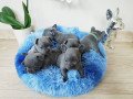 blue-french-bulldog-puppies-for-adoption-small-2