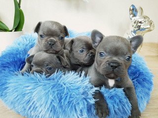 Blue French Bulldog Puppies for adoption