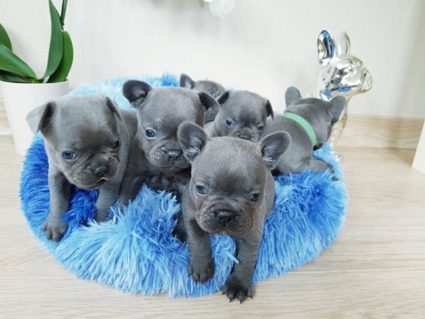 blue-french-bulldog-puppies-for-adoption-big-1