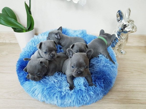 blue-french-bulldog-puppies-for-adoption-big-2