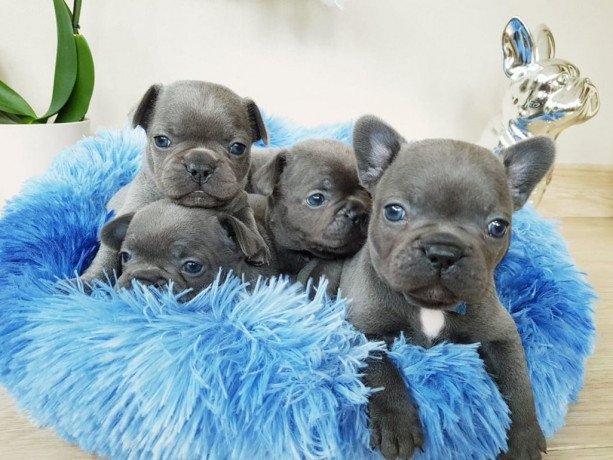 blue-french-bulldog-puppies-for-adoption-big-0