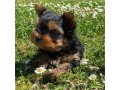 tiny-adorable-baby-yorkie-puppy-small-0