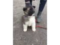 tiny-adorable-baby-akita-puppy-small-0