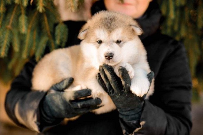 tiny-adorable-baby-alaskan-malamute-puppy-big-1