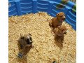 tiny-adorable-baby-american-bulldog-puppy-small-3