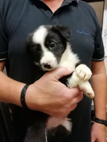 tiny-adorable-baby-beagle-puppy-big-1