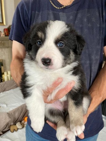 tiny-adorable-baby-beagle-puppy-big-2