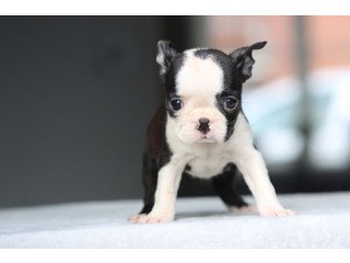 Tiny Adorable Baby Boston Terrier Puppy