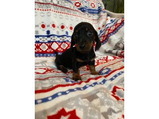 Tiny Adorable Baby Dachshund Puppy