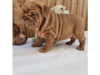 Tiny Adorable Baby English Bulldog Puppy